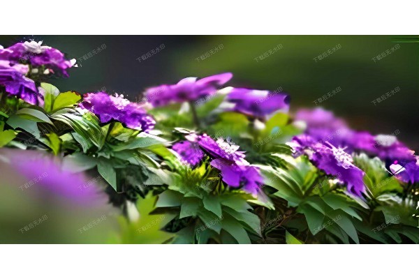 丽晶酒店喝茶,哪一层风景独好? 丽晶酒店喝茶,哪一层风景独好?